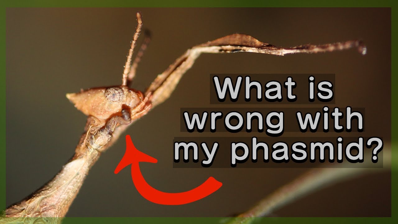 The Most Common Phasmid Problems And How To Fix Them