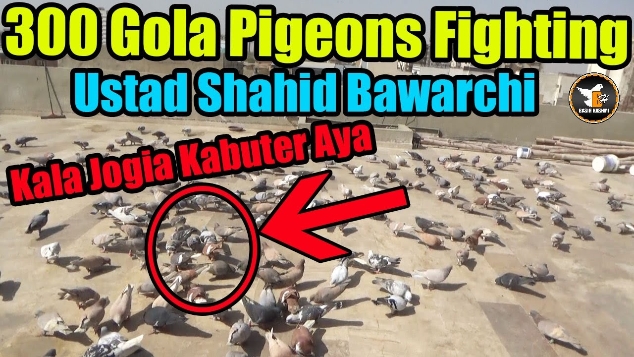 Ustad Shahid Bawarchi 300 Gola Pigeons Amazing Fighting | Kabooter Larrayya | Kala Jogia Kabuter Aya