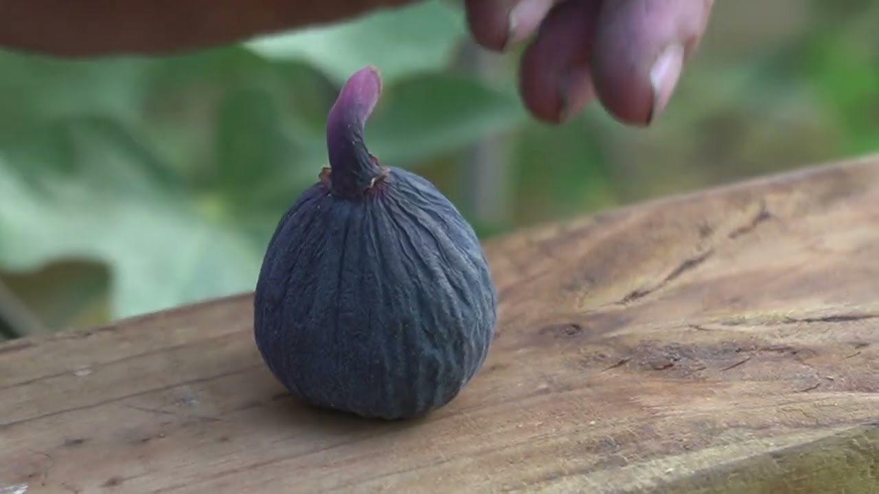 A Season of Picking Black Manzanita  in a Greenhouse