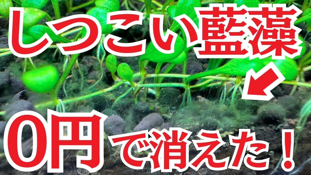 ドロドロの汚い藍藻をこれで消しました