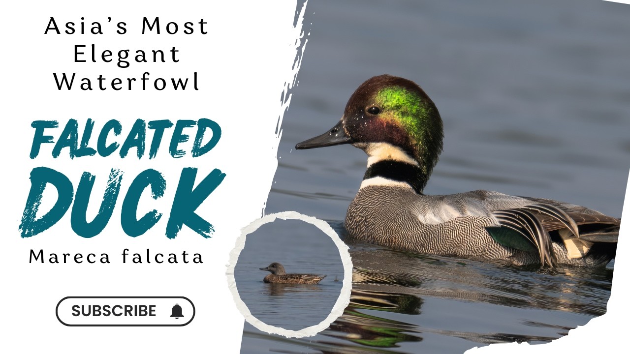 Falcated Duck | Asia’s Most Elegant Waterfowl #birds #duck #wildlife #trending