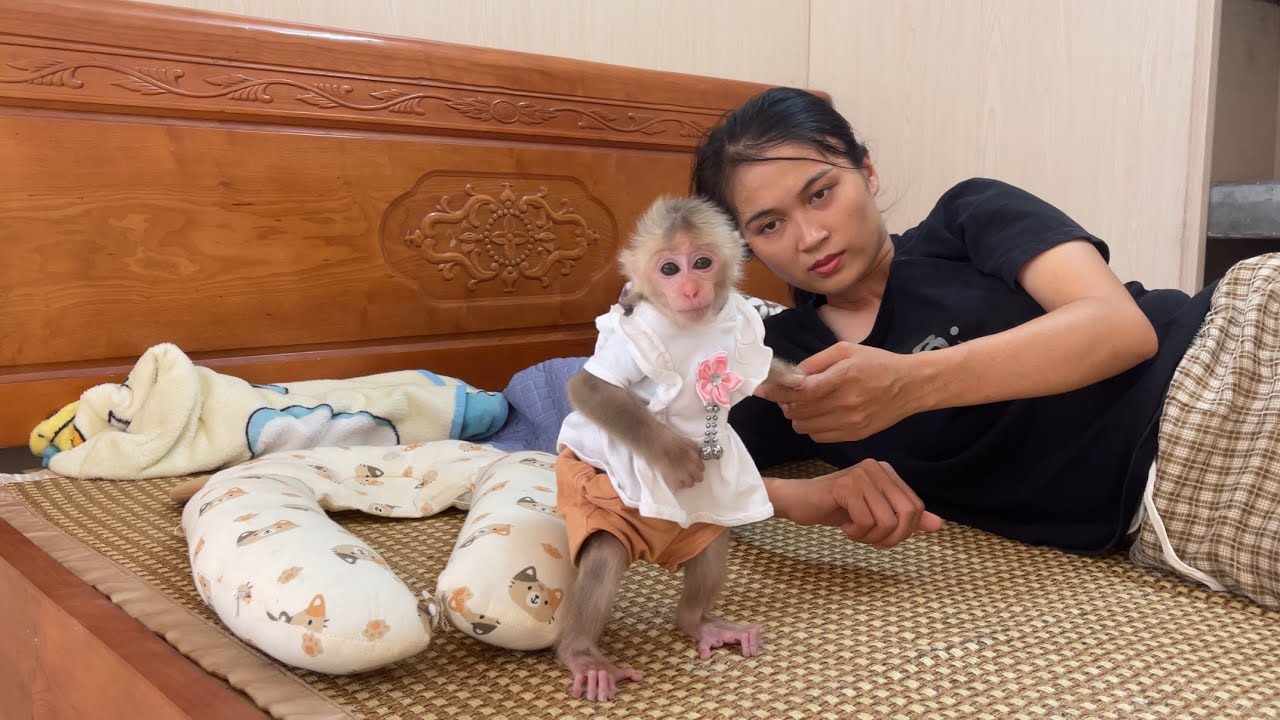 abi monkey wakes up mom in the morning