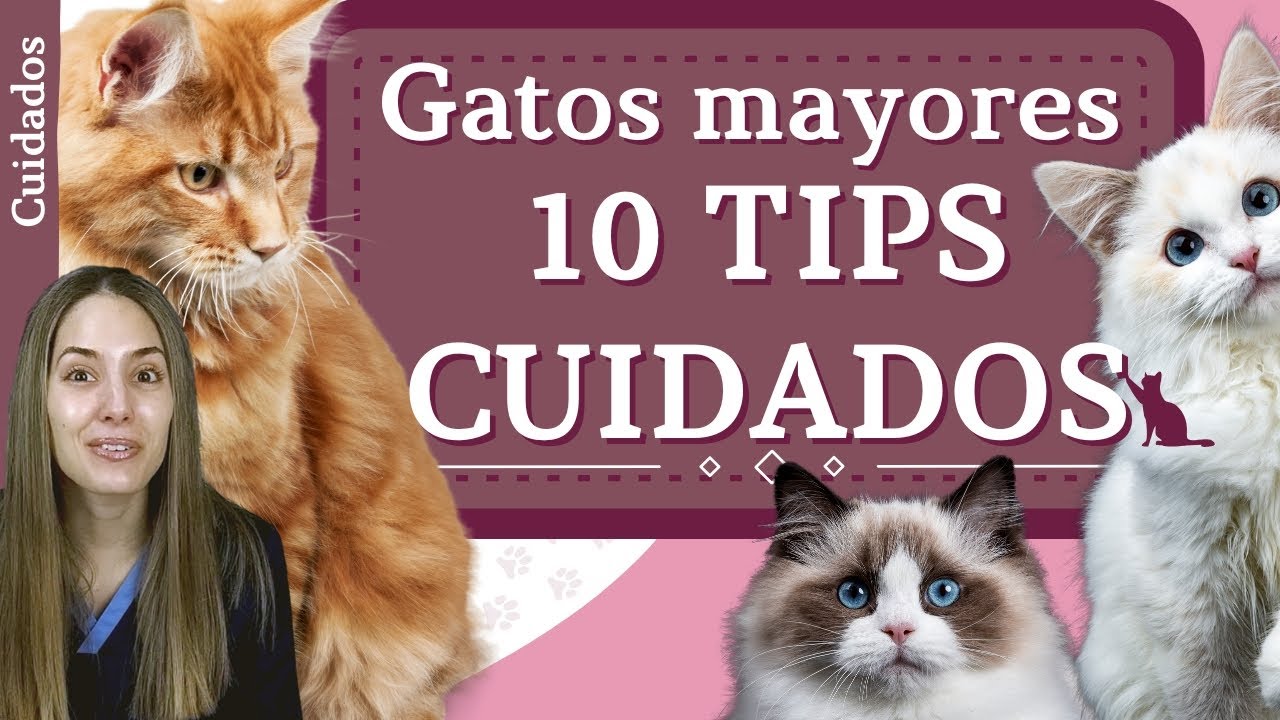 10 TIPS GATOS MAYORES  | ¿Qué CUIDADOS necesitan?