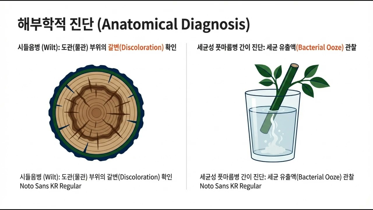 수목병리학 제4강 수목병해의 진단