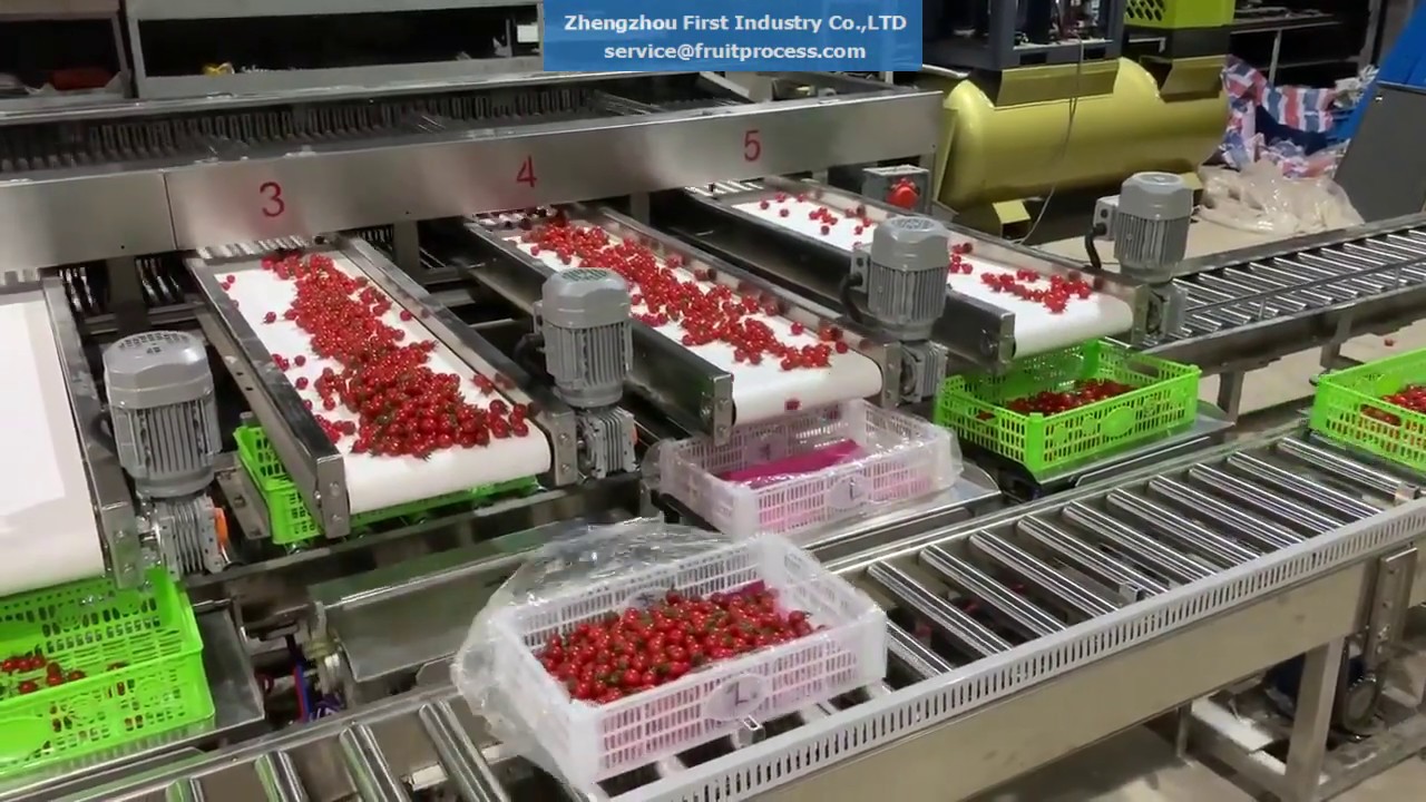 Automatic cherry tomato washing sorting weighing line, cherry tomato grading packing line