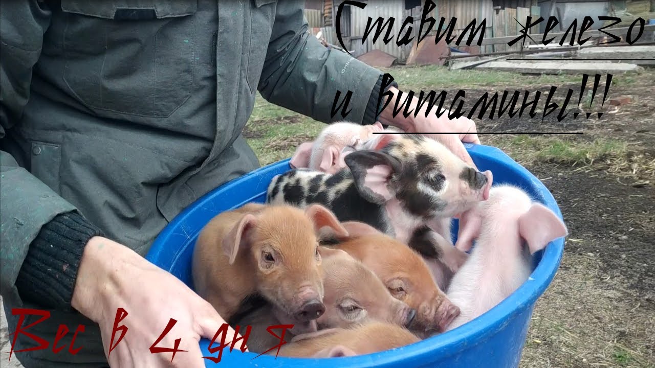 Ставим поросятам уколы. Железо и витамины. Вес поросят в 4 дня.
