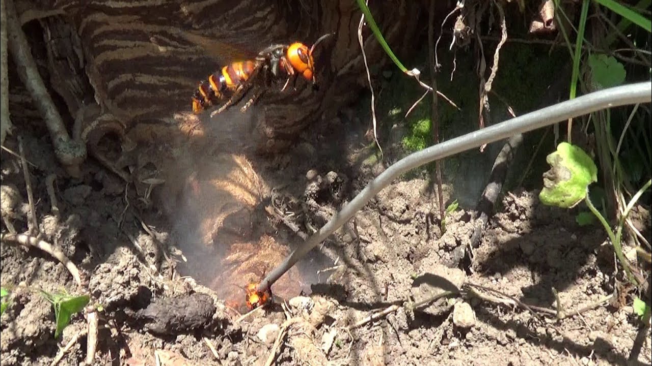 須賀川市でスズメバチ駆除- オオスズメバチの巣が玄関付近の土手に！超危険！Hornet Nest Removal