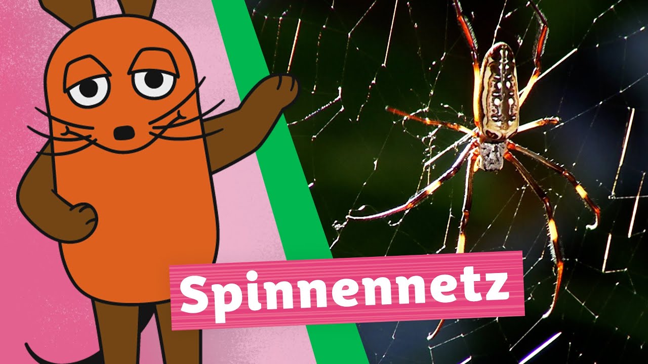 Wie baut die Spinne ihr Netz? | Die Maus | WDR