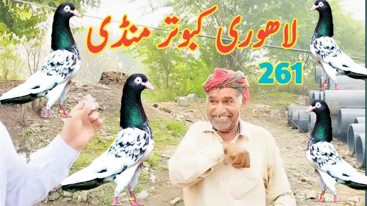 261) Lahore lari adda kabootar mandi || Lahore sunday birds market 2024 || کبوتر منڈی || #pigeons