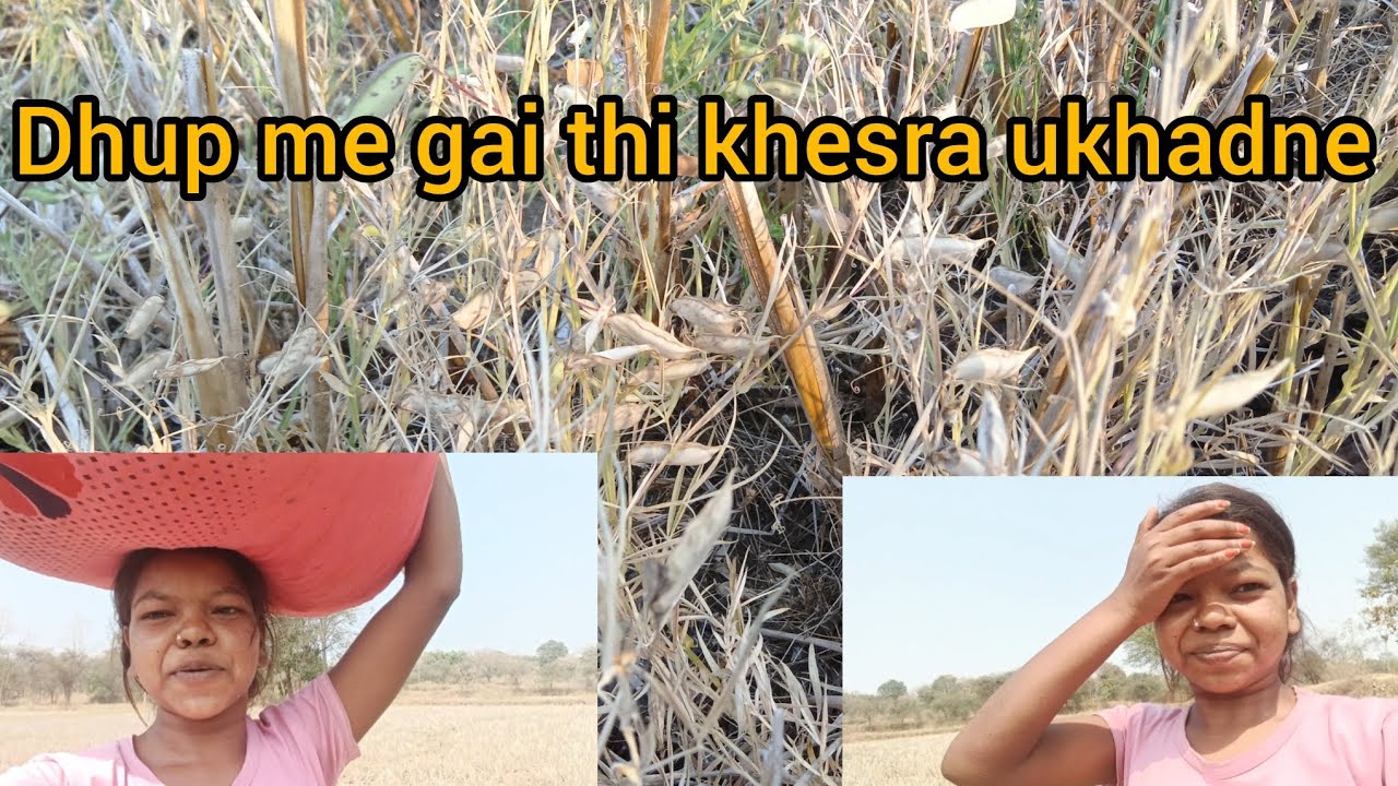 Khet Gai Thi Khesra Ukhadne//Ashwani Sidar//Vlog//@AshwaniSidar15 