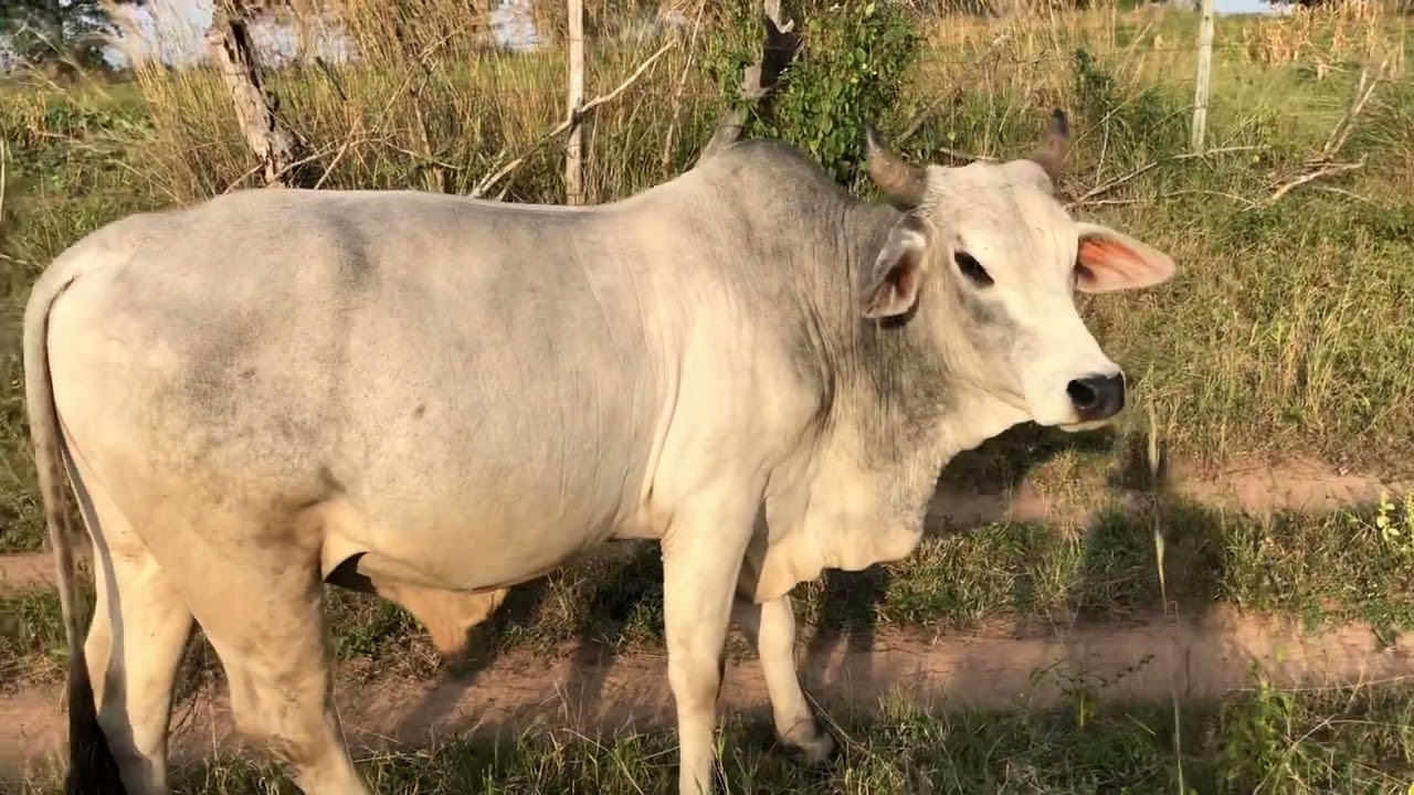 Brahman and Nguni cattle breeds