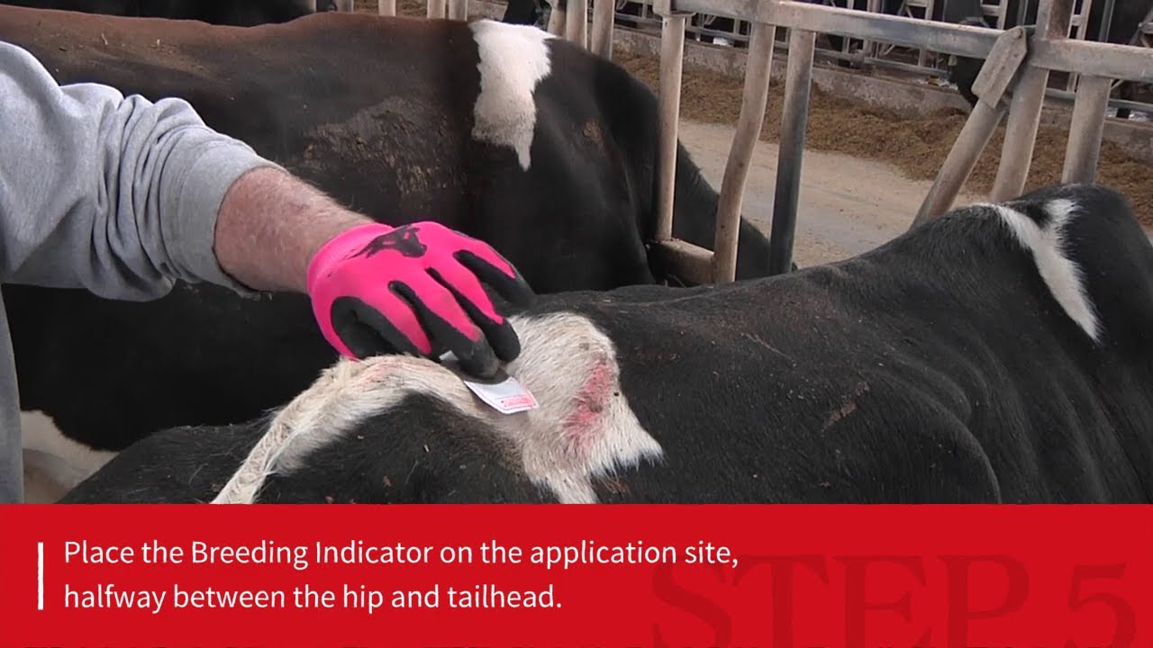 How to apply the ESTROTECT&trade; Breeding Indicator | ESTROTECT