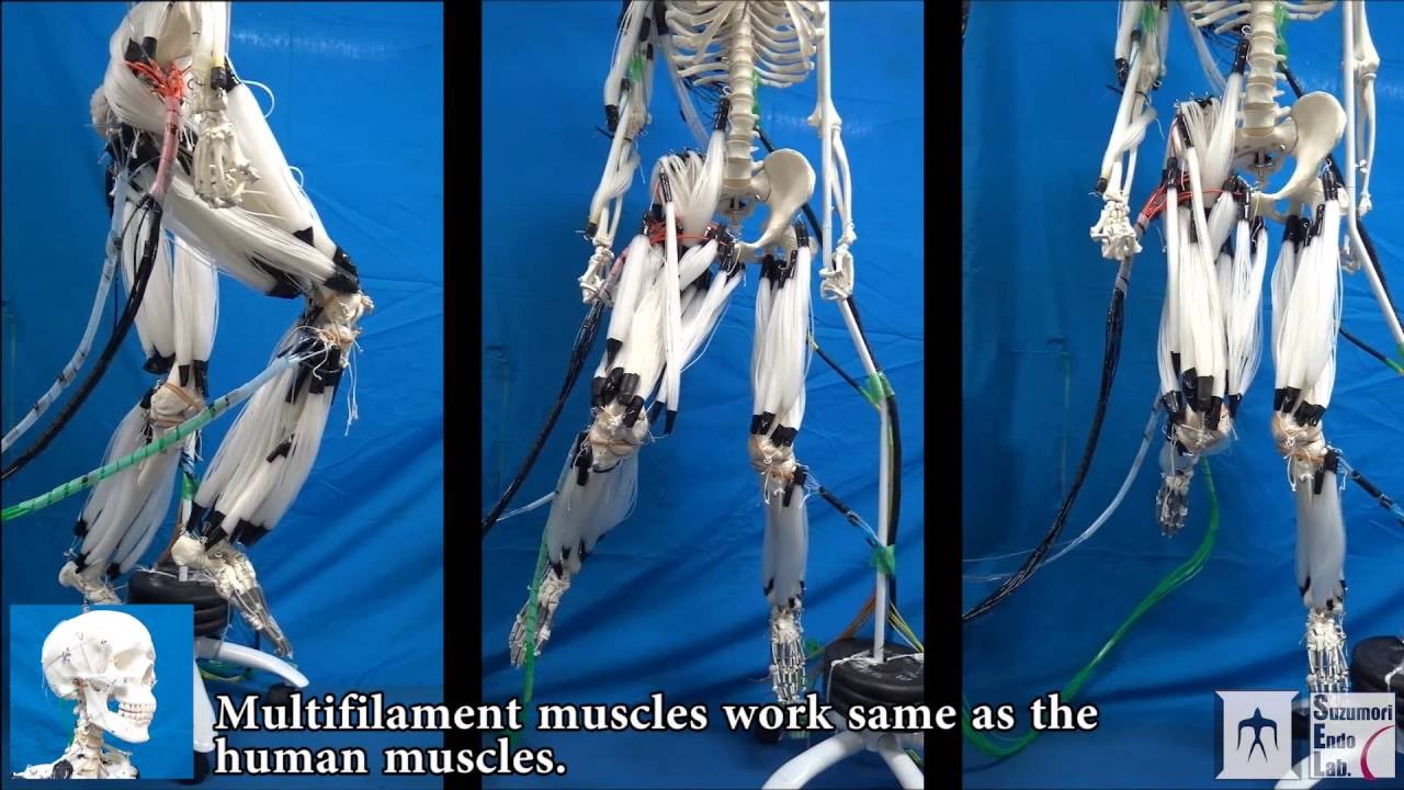 Musculoskeletal Robot Driven by Multifilament Muscles