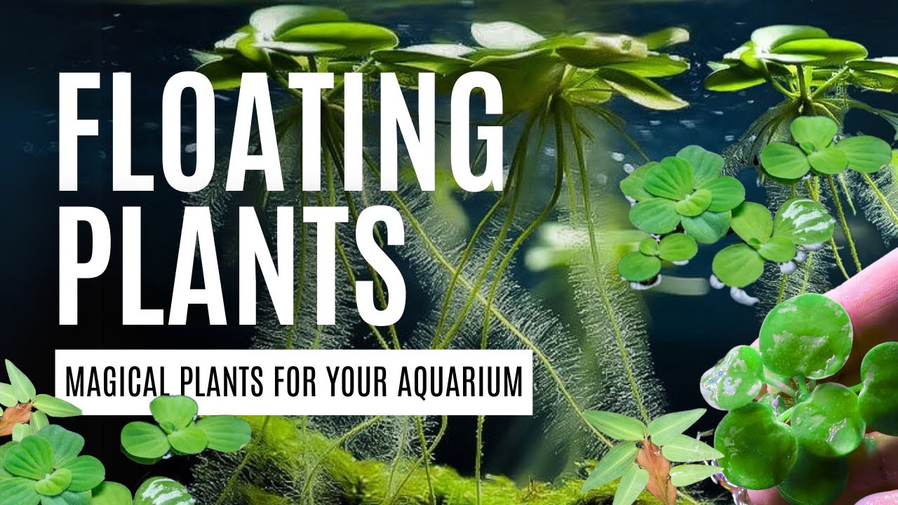 The BEST and WORST floating aquarium plants -Red Root Floater, Duckweed, Frogbit & More..