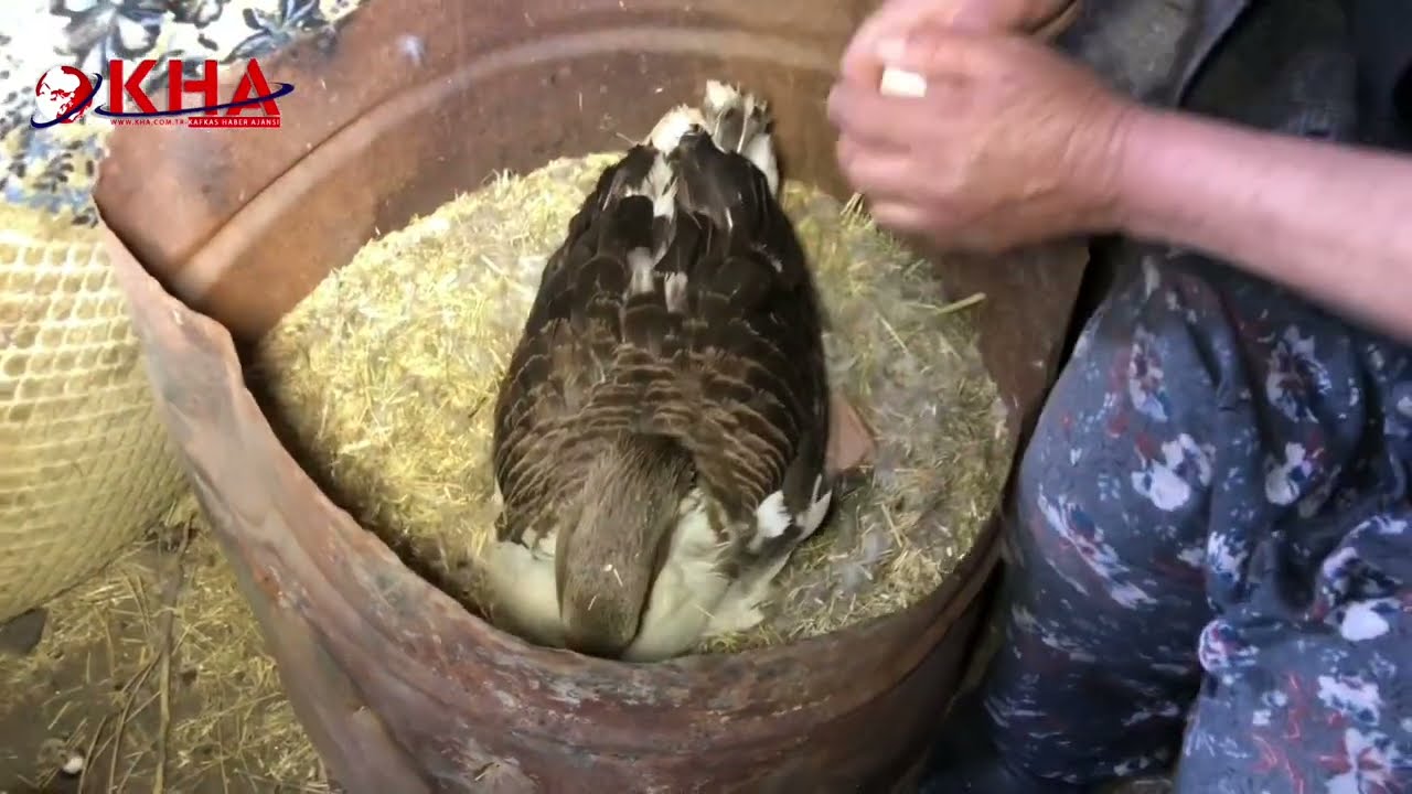 Kazların kuluçka dönemi