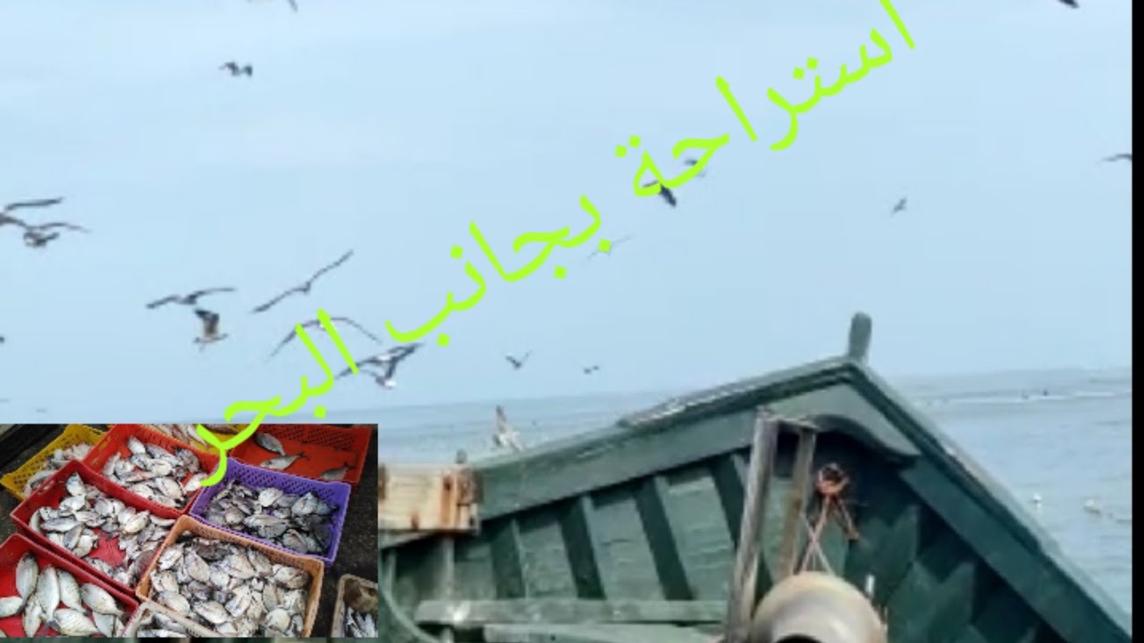 مزيج من أصوات طيور النورس وصوت أمواج البحر😮وخيرات البلاد من أسماك متنوعة 😋