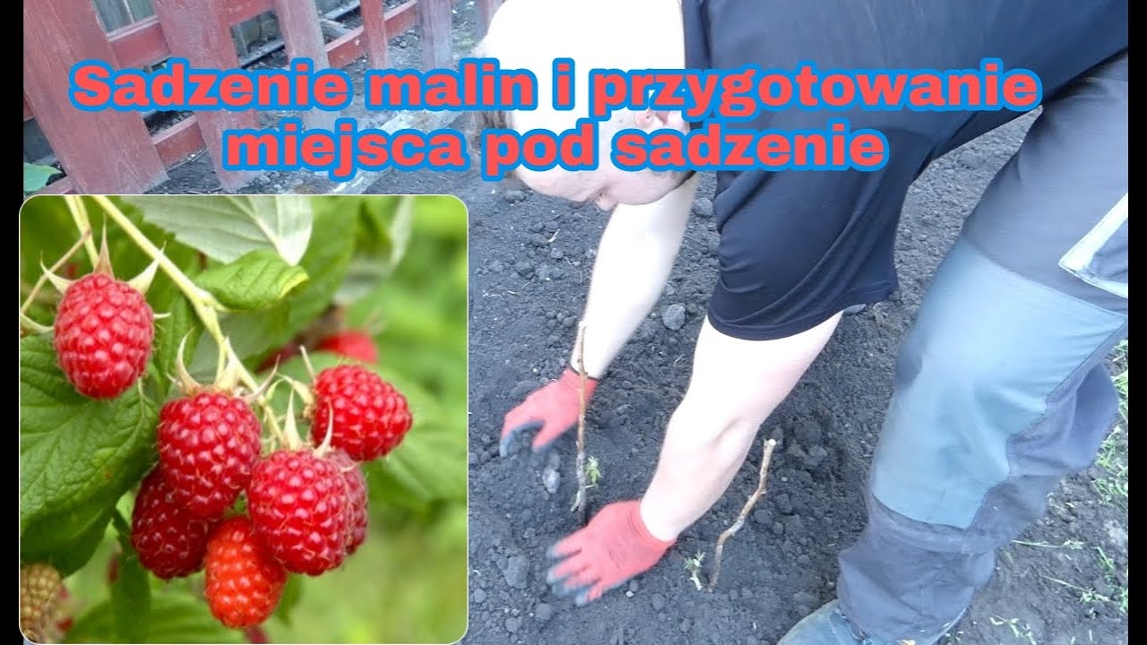 Odc. #4 Sadzenie malin i przygotowanie miejsca pod sadzenie