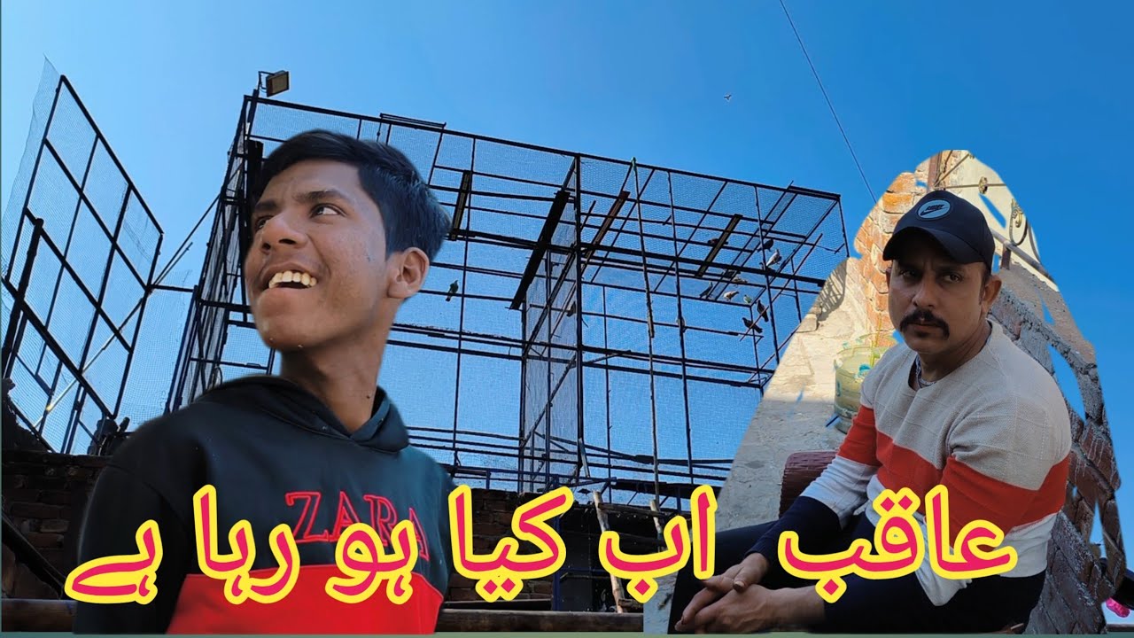 Ok sir, what is happening now, we have to release the pigeons. 03431456842