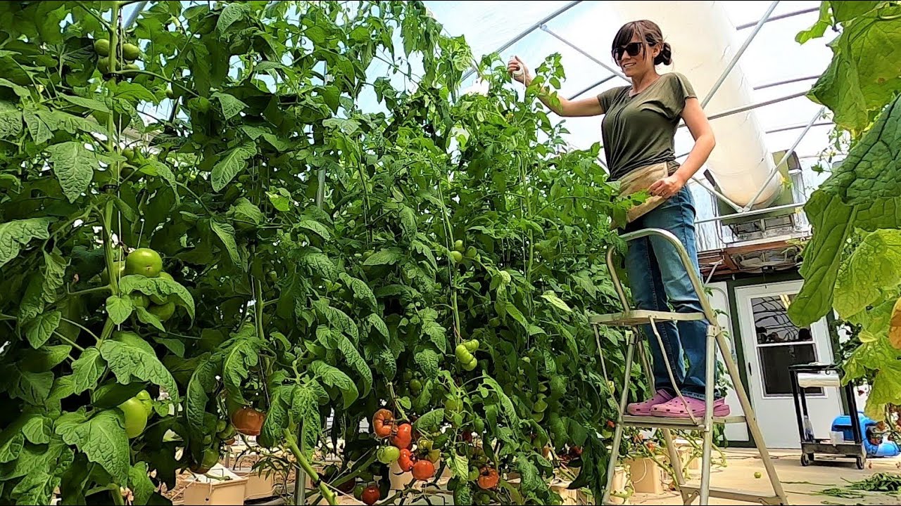 Leaning and Lowering Tomatoes, Flooding and Gourds for Fall