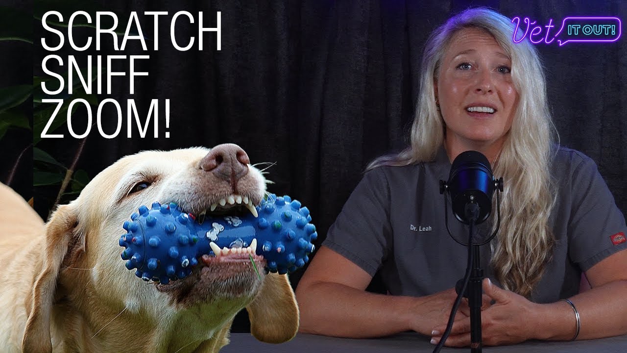 Is Your Pet Depressed? -  4 of 5 Animal Care Basics