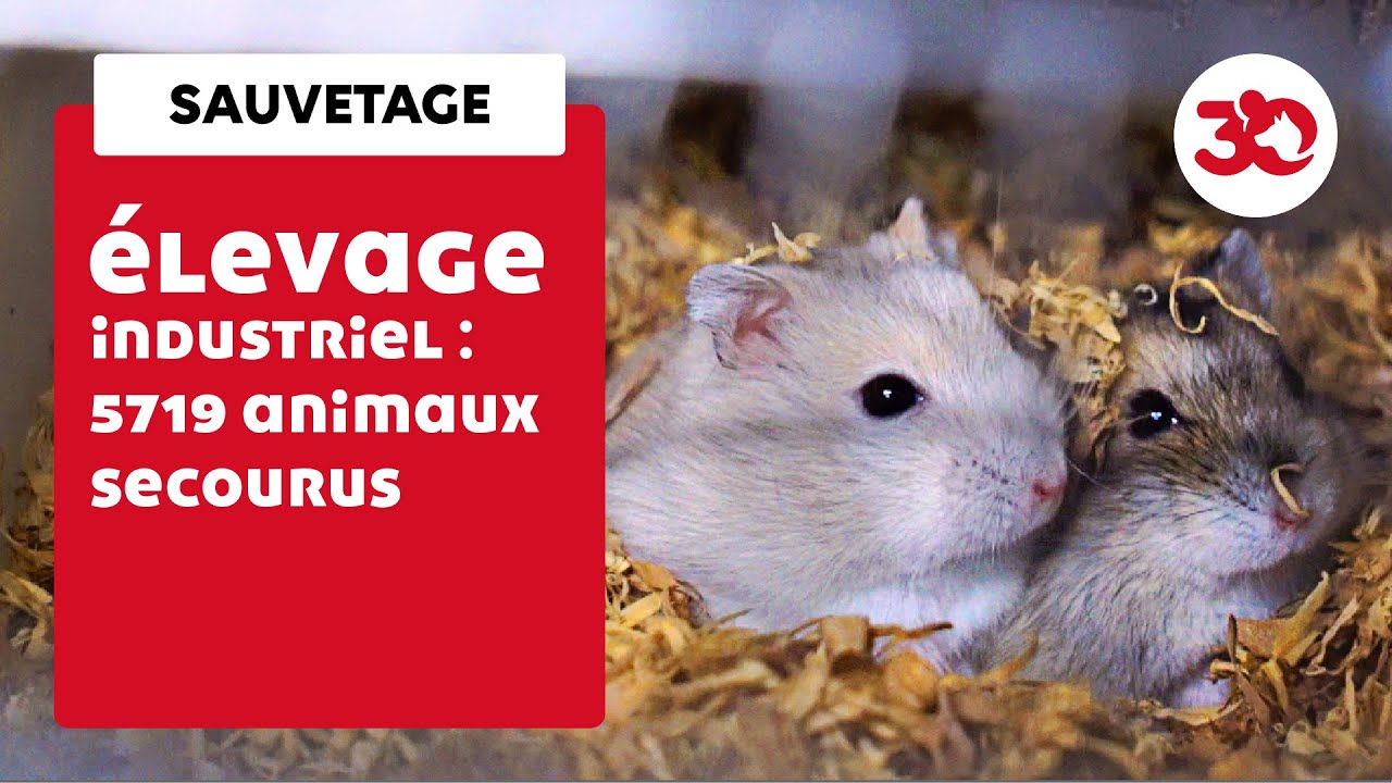 Élevage intensif : 5000 lapins, rats, hamsters sauvés !