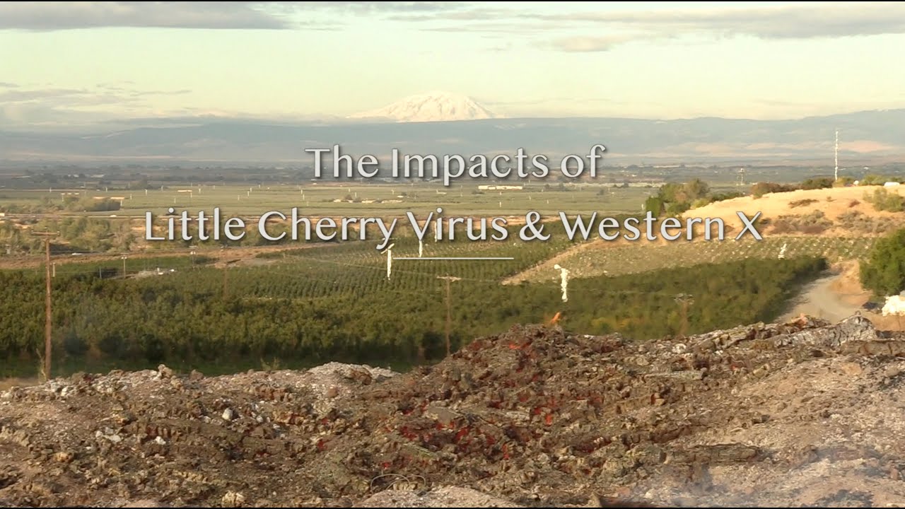 Little Cherry Virus & Western X