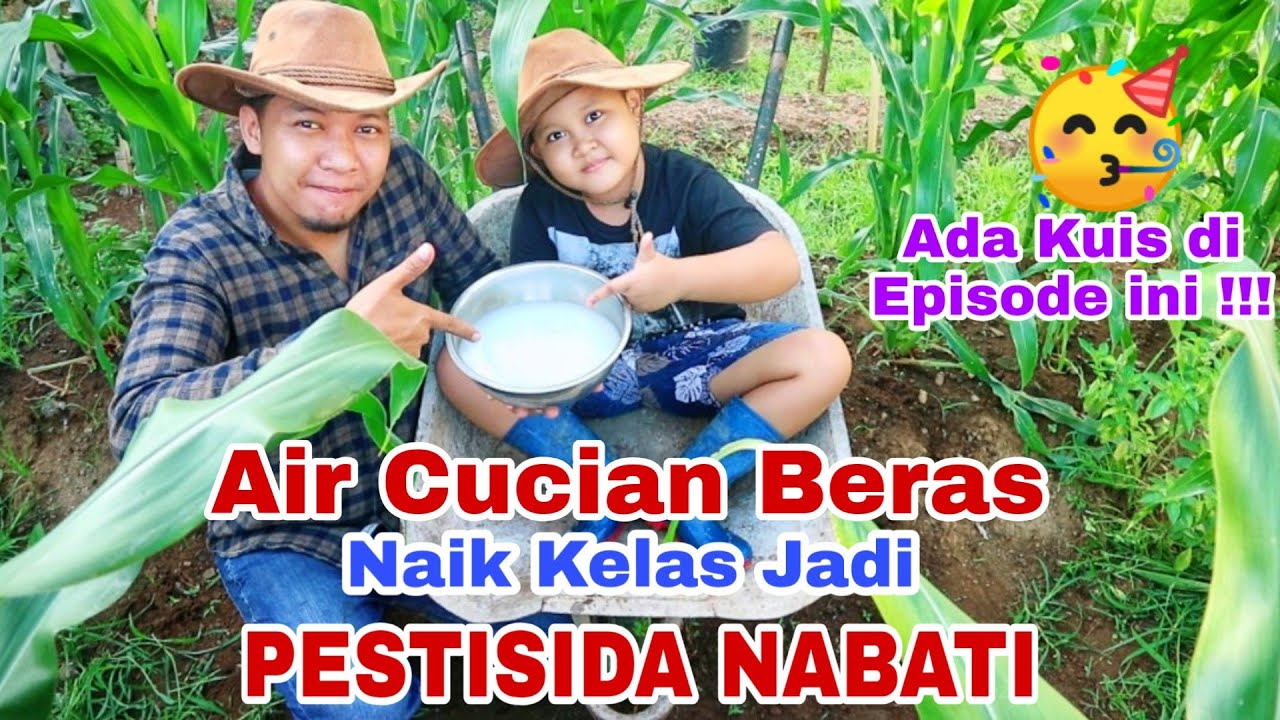 Pestisida Ampuh ini dari Air Cucian Beras lho, jangan lupa jawab kuisnya ya