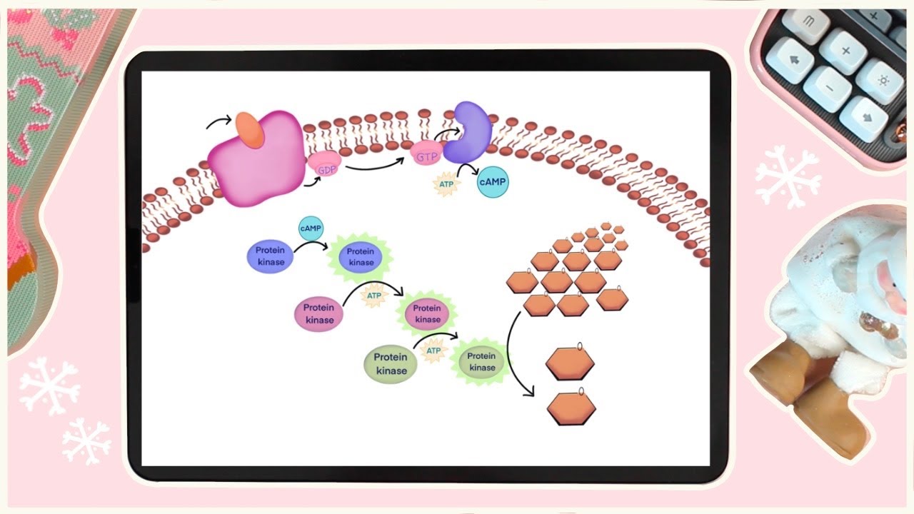 Transduction Pathway - Second Messengers/cAMP - Cell Signaling
