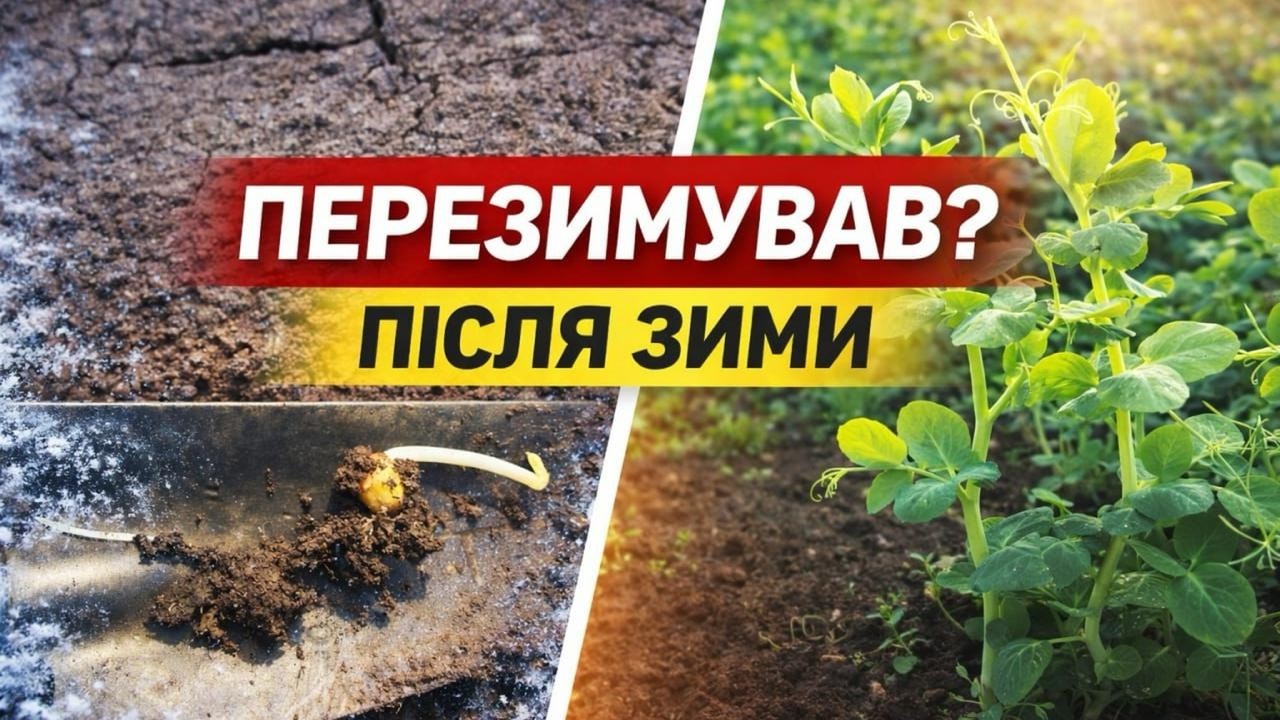 Зимуючий горох після зими: як перезимував і що з посівами?