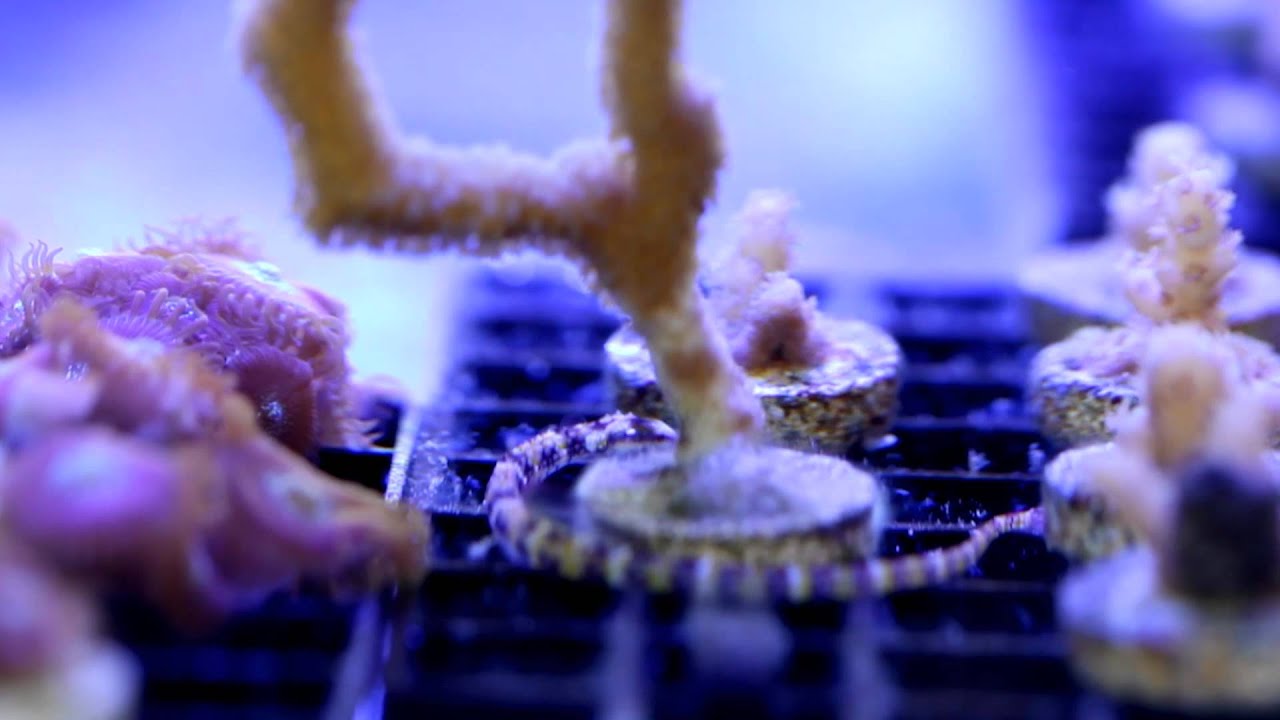 Dragonface Pipefish