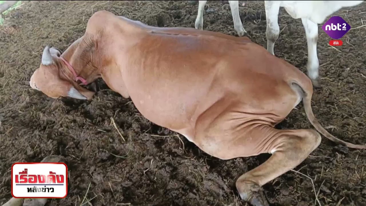 แอนแทรกซ์ ตระหนัก - ไม่ตระหนก