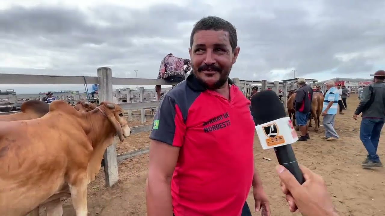 Feira do Gado em Dois Riachos - AL 11 de fevereiro de 2026 #nordeste