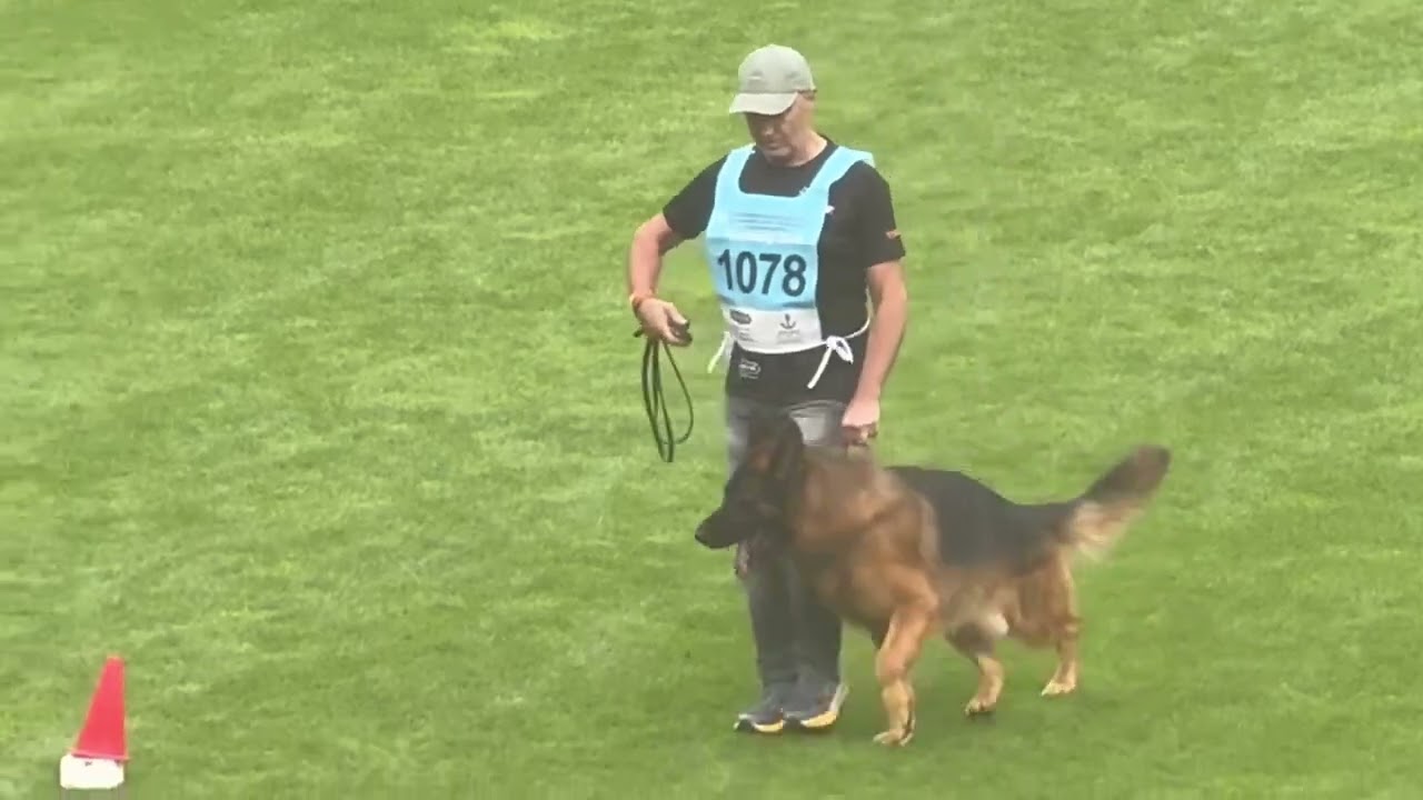 L’Orange di casa Beggiato #germanshepherd #bszs2025 #bszs #wolrdchampionship