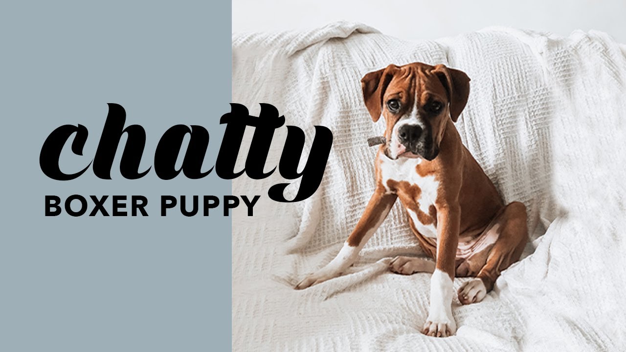CHATTY BOXER PUPPY TALKING | Cutest ending!!! 🤭