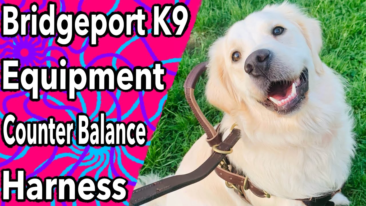 Service Dog Unboxing: Bridgeport K9 Equipment Counter Balance Harness