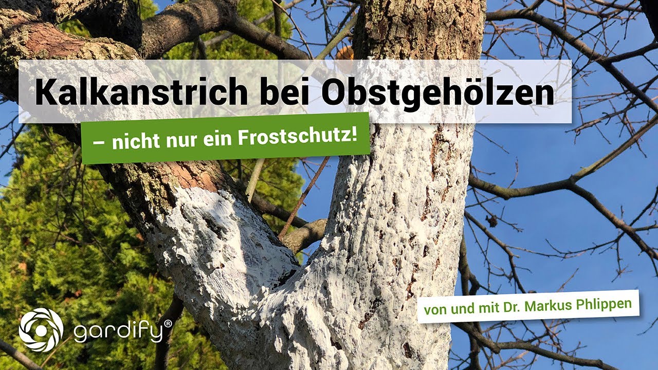 Kalkanstrich für Obstbäume | gardify Tipps