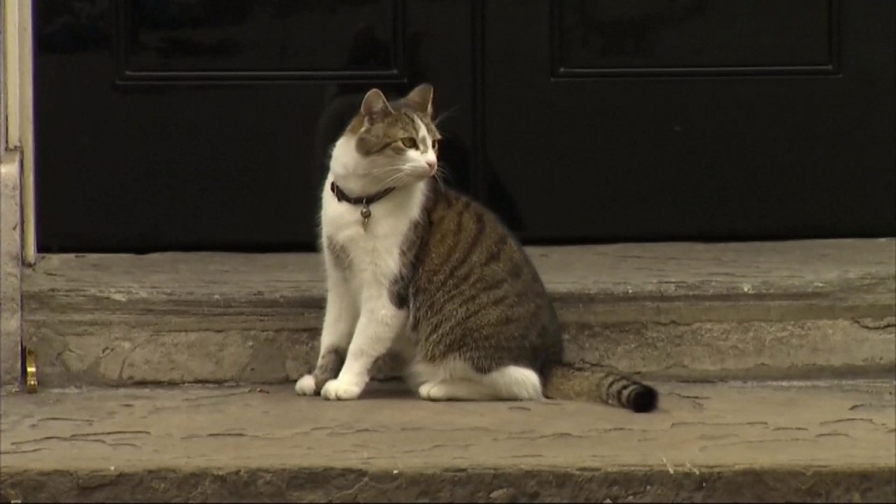 Larry the cat, Chief Mouser to the Cabinet Office - 15 years on the job (1) (UK/(Global))13/Feb/2026
