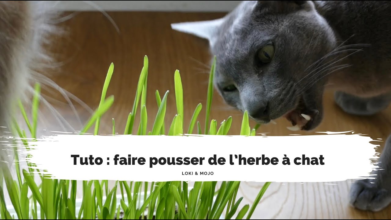 Tuto : faire pousser de l’herbe à chat (en intérieur) - Loki & Mojo