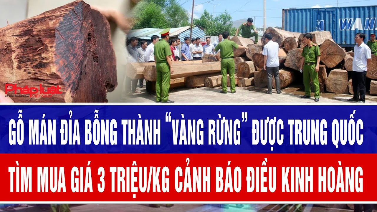 Gỗ mán đỉa bỗng thành “vàng rừng” được Trung Quốc tìm mua giá 3 triệu/kg cảnh báo điều kinh hoàng
