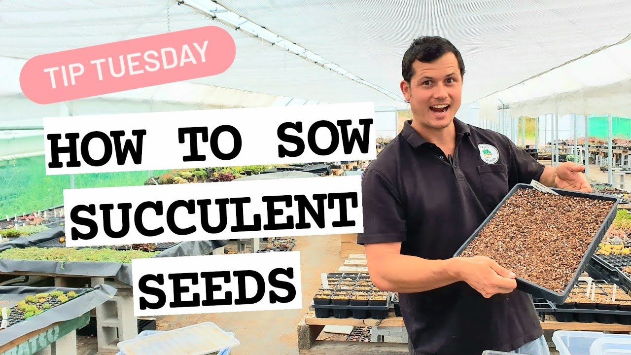 HOW TO SOW SUCCULENT SEEDS 🌱