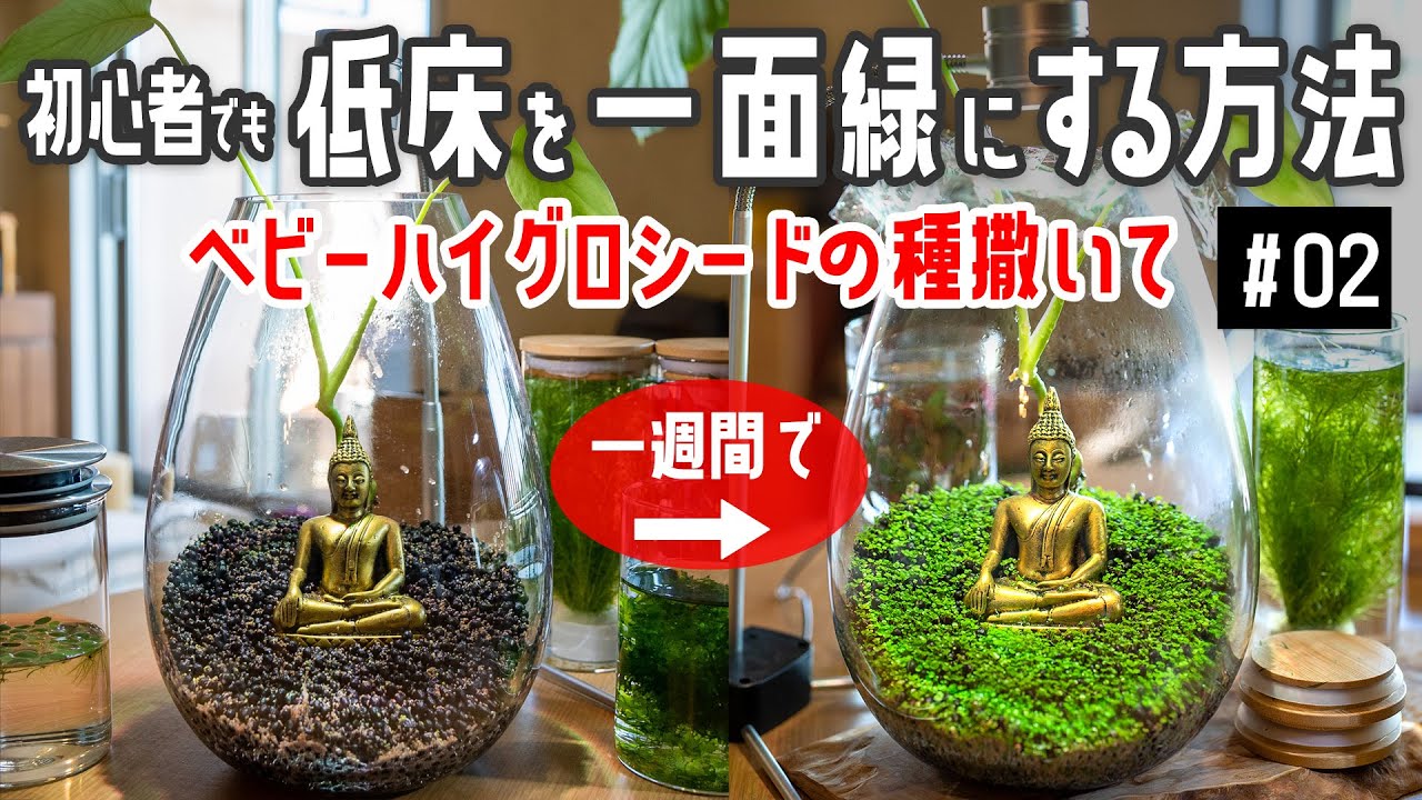 【ボトルアクアリウム 02】床一面緑！ベビーハイグロハイグロシードの種まきして1週間後＆水質が異常でピコロカ フィルターの取り付け
