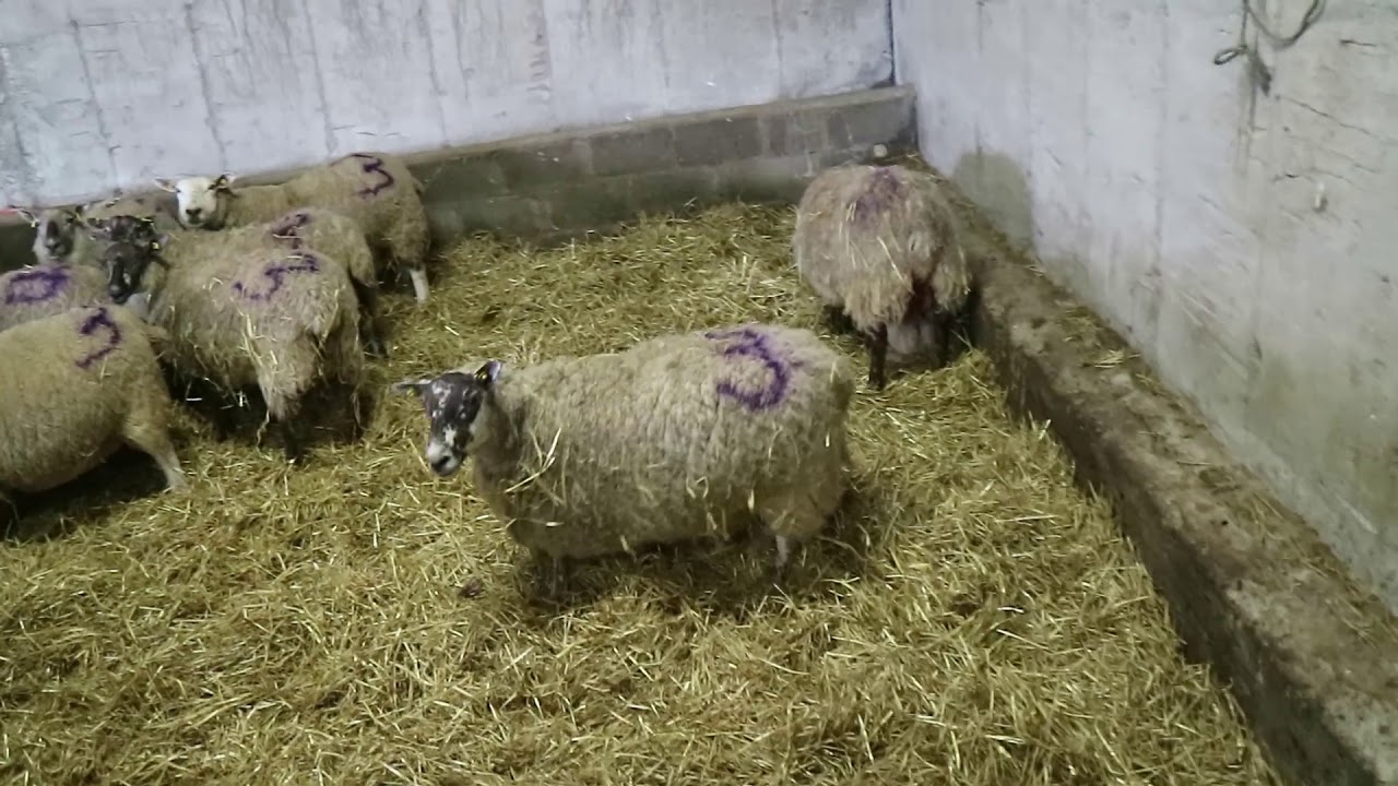 Lambing in full swing in Tullamore Farm