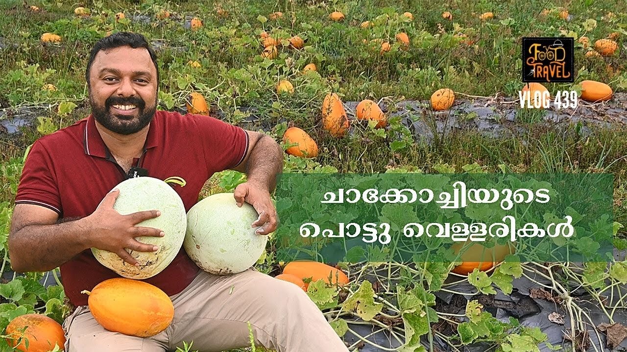 ചാക്കോച്ചിയുടെ പൊട്ടു വെള്ളരികൾ | A farm in Alappuzha