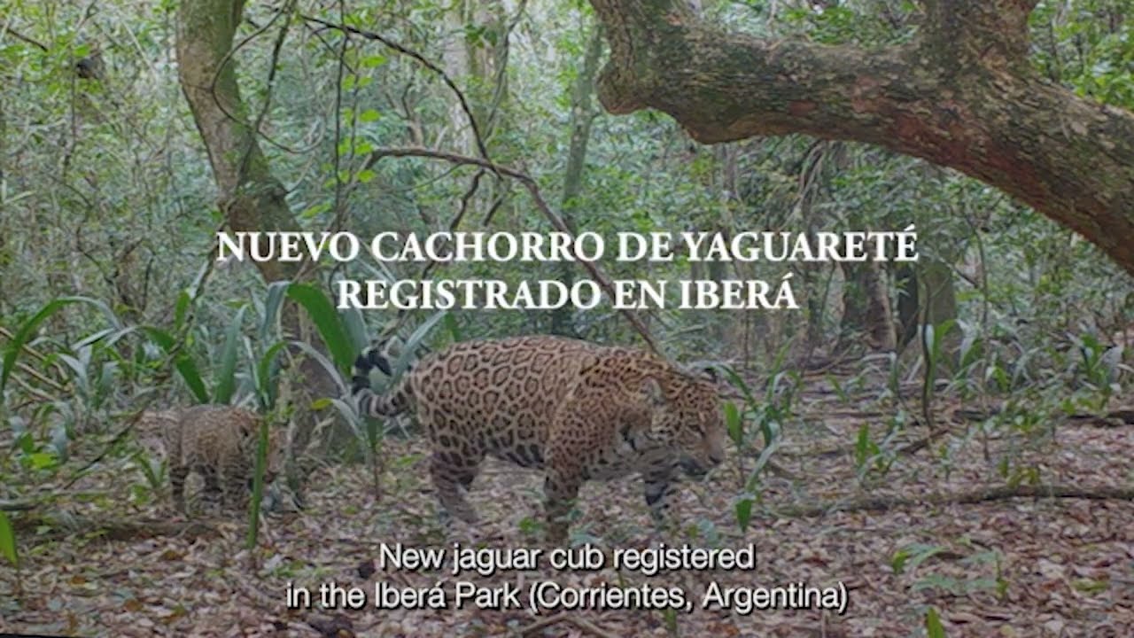 EL YAGUARET&Eacute; N&Uacute;MERO 17 YA HABITA IBER&Aacute;