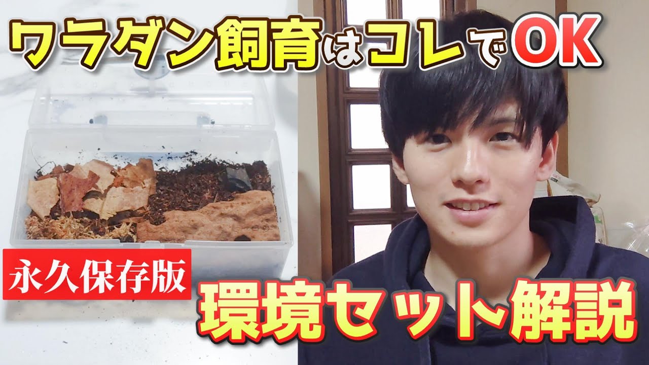 【永久保存版】ワラダン飼育はコレでＯＫ！ケースのセット方法を徹底解説しました！