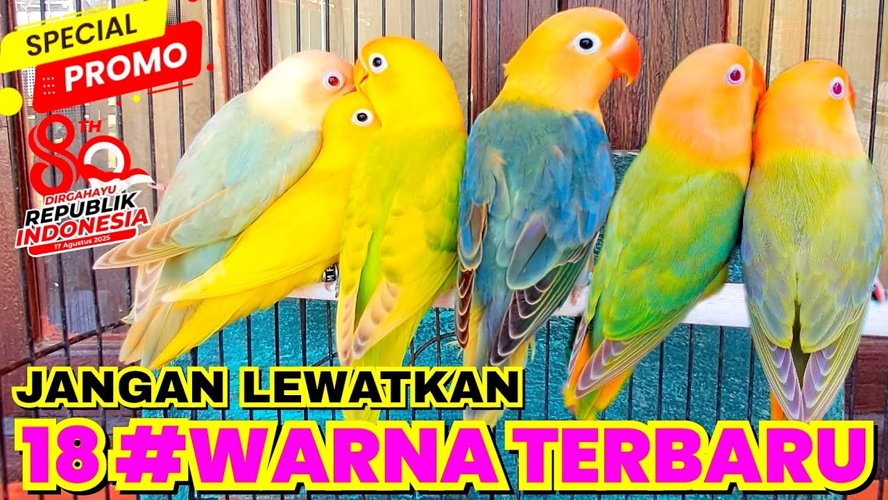 UPDATE HARGA LOVEBIRD WARNA AQUA DUN FALLOW TERBARU