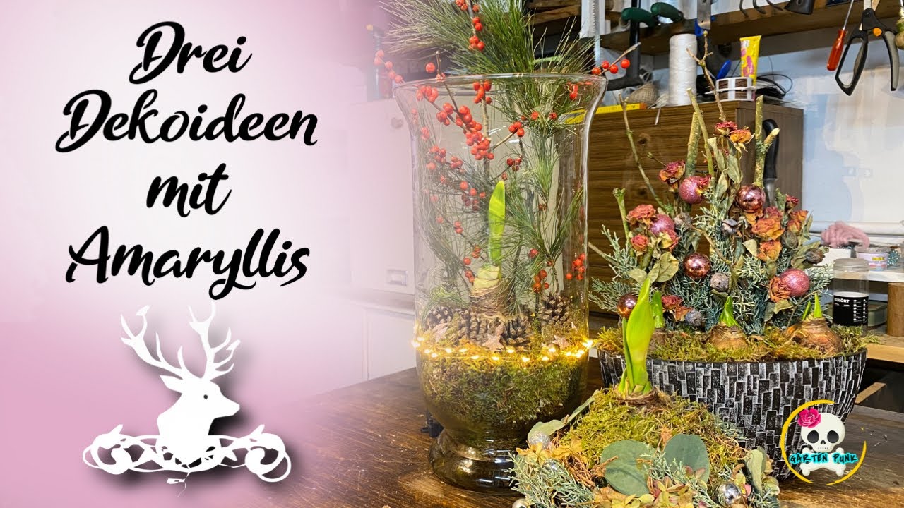 AMARYLLIS IM GLAS - Topf & Amaryllis Kokedama - DEKO MIT AMARYLLIS