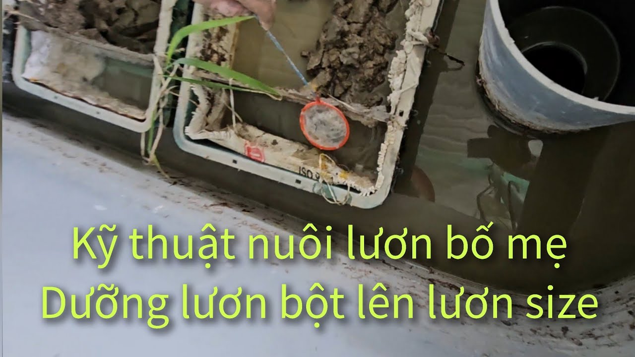 Kỹ thuật nuôi lươn bố mẹ, dưỡng lươn bột lên lươn size được cập nhật mới nhất | 0914.292.736