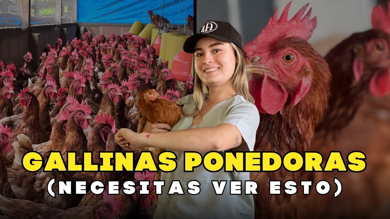 Necesitas ver esto antes de iniciar con tu proyecto de GALLINAS PONEDORAS