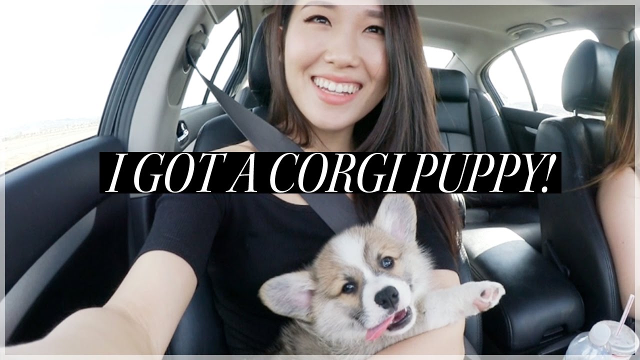 I Got A Corgi Puppy! #Vlog